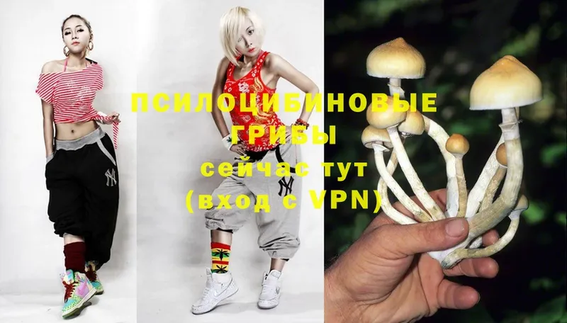 Галлюциногенные грибы Cubensis  Томари 